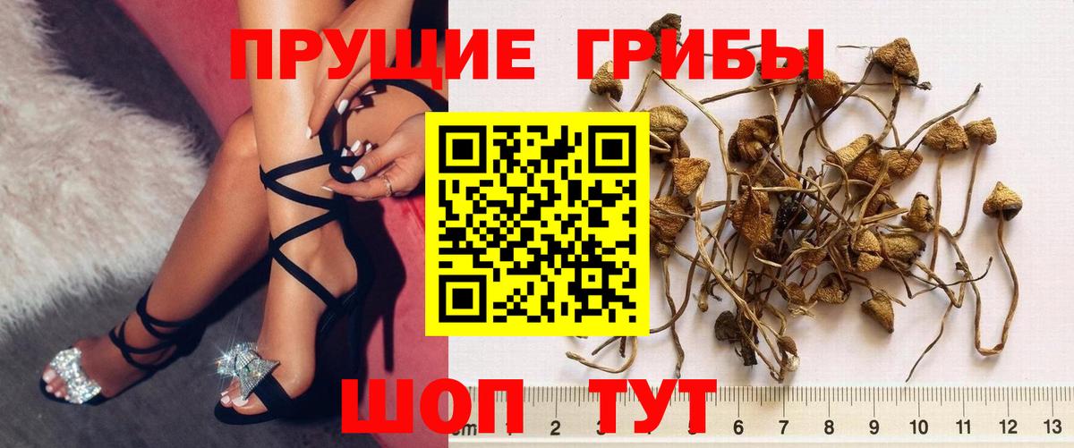 Мытищи  Галлюциногенные грибы прущие грибы  Вход с VPN  что такое наркотик  Галлюциногенные грибы Psilocybe 